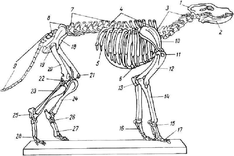 Деление скелета на отделы. Отделы скелета собаки. Строение скелета попугая. Строение скелета животных. Деление скелета на отделы животных.