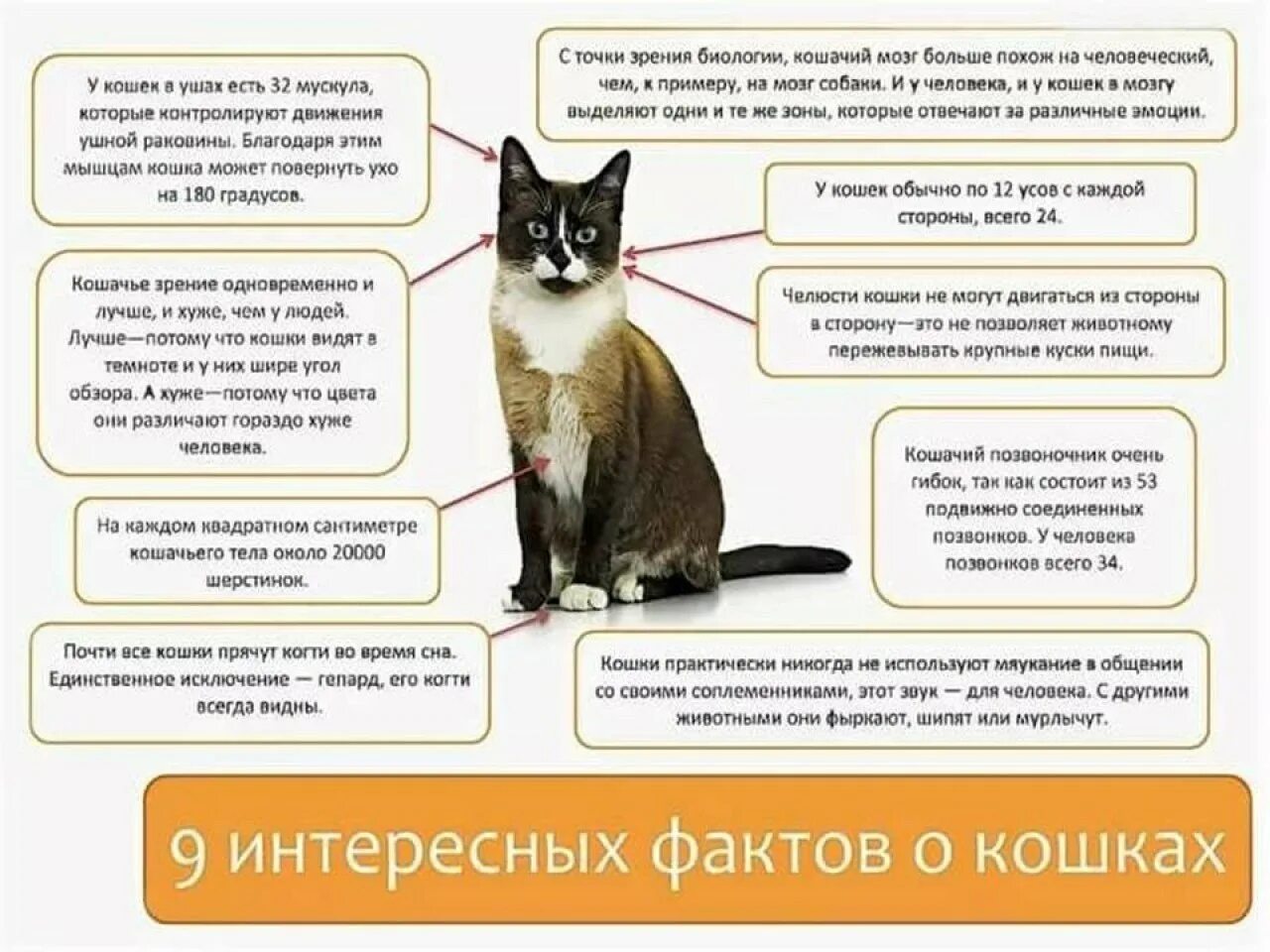 10 вопросов коту. Интересные факты о котах. Интересные сведения о домашней кошке. Интересные факты обо кошках. Интересная информация о котиках.