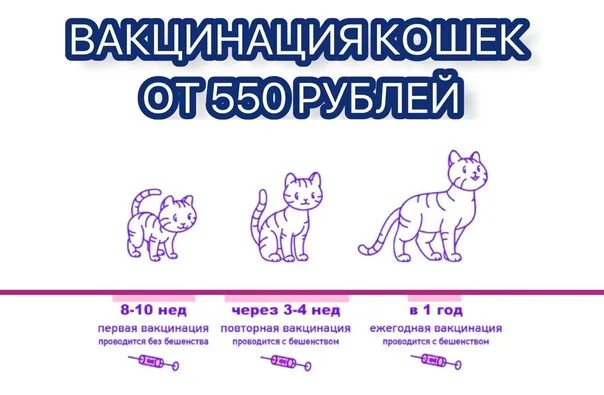 Вакцинация кошек какие. Прививки для кошек. Схема вакцинации кошек. Вакцинирование кошек схема. Основные прививки для кошек.