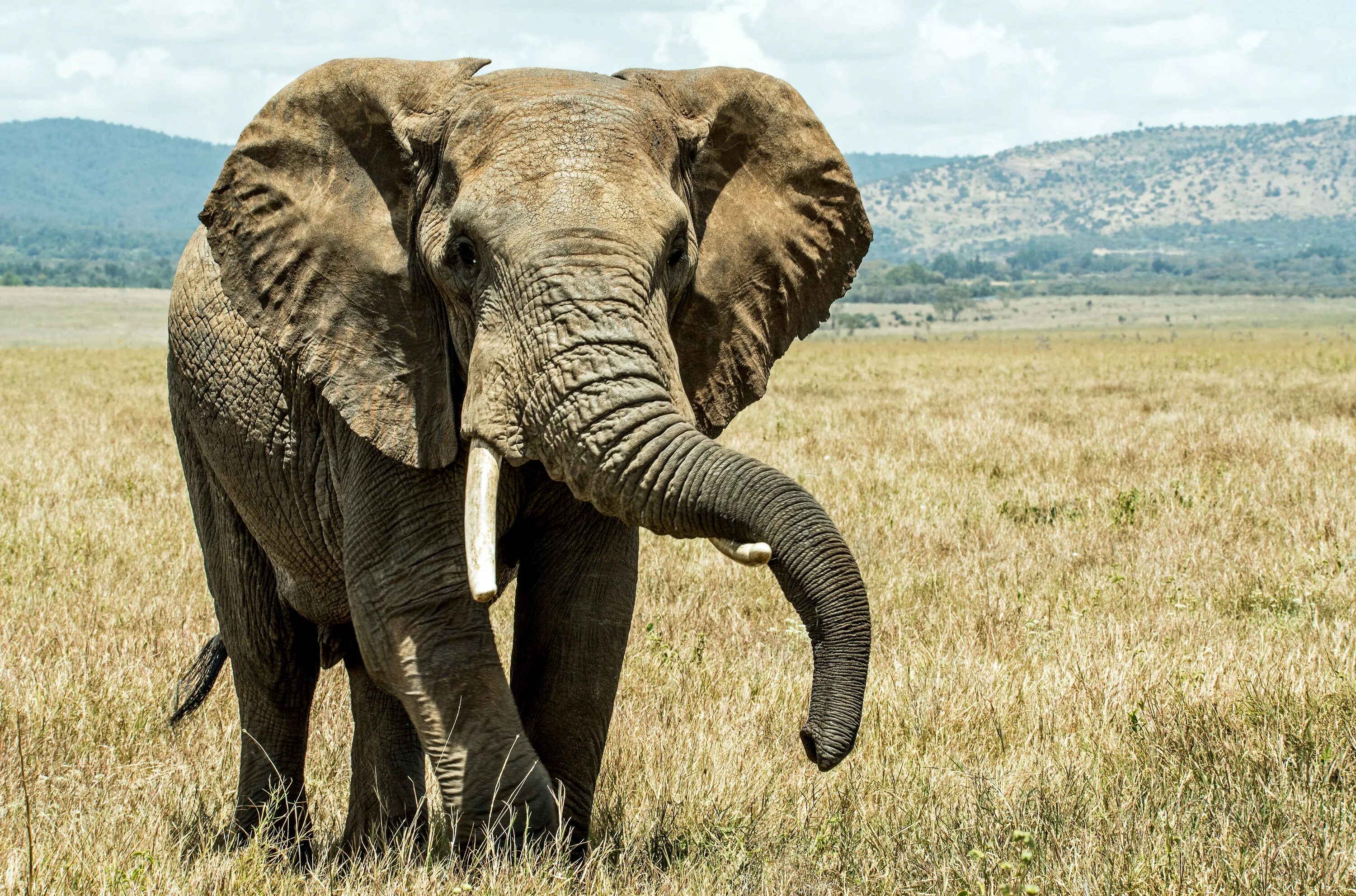 An elephant