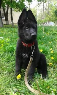 Немецкие овчарки черные сколько стоят