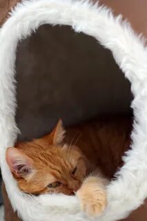 Кошки ка