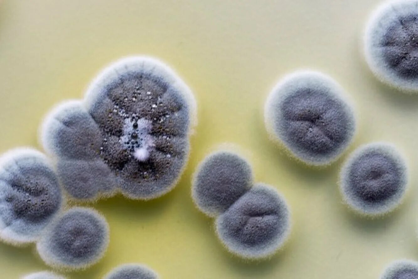 Плесень флеминга. Пенициллин (Penicillium). Penicillium citreoviridae. Пенициллин плесень. Пенициллиум крустозум.