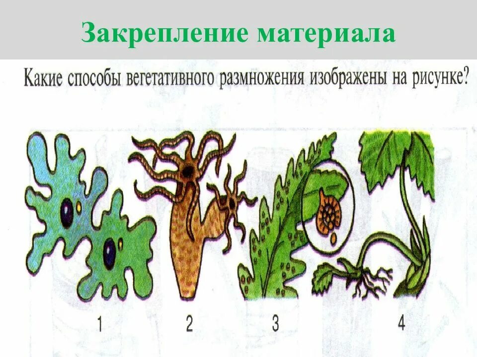 Выбери примеры бесполого размножения. Бесполое размножение 9 класс биология. Бесполое размножение 6 класс биология. Биология 6 класс размножение.бесполое размножение растений. Бесполое размножение вегетативное.