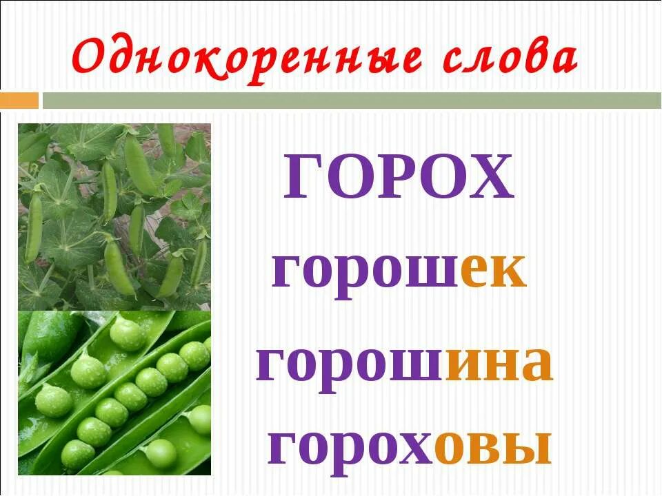 Как пишется горошек. Доклад про горох. Описание цветка гороха. Загадка про горох. Интересные факты о горохе.