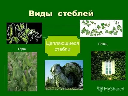 Плющ стебель