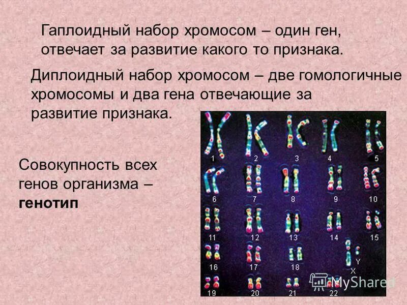Хромосомы печени