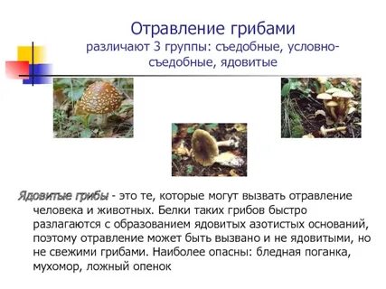 Симптомы отравления ядовитыми грибами