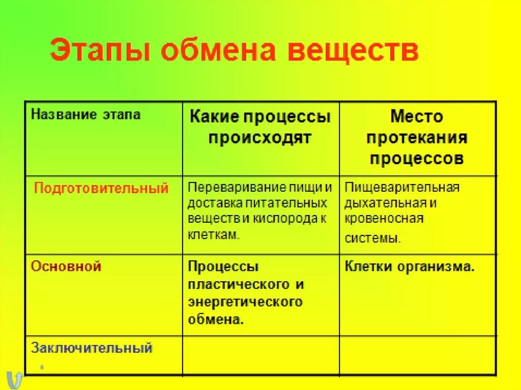 Этапы обмена веществ таблица. Этапы обмена веществ в организме. Этапы подготовительный пластический энергетический обмена веществ. Где подготовительный этап энергетического обмена