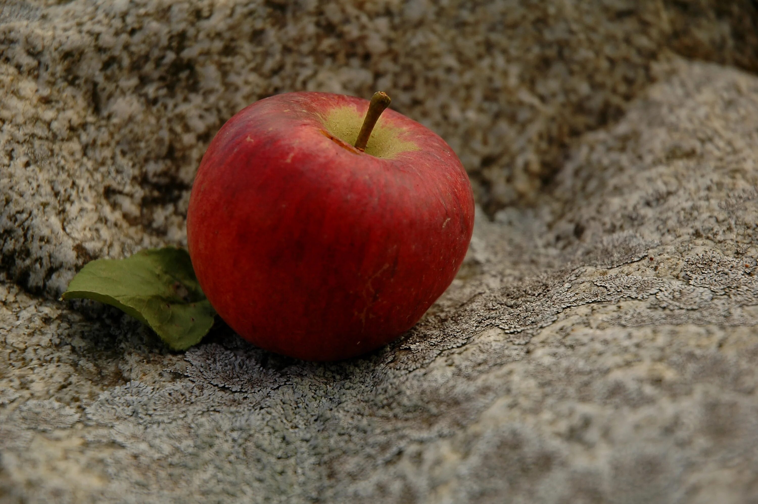 Каменное яблоко. Яблоко. Красивое яблоко. Яблоко на сером фоне. Красивое красное яблоко.