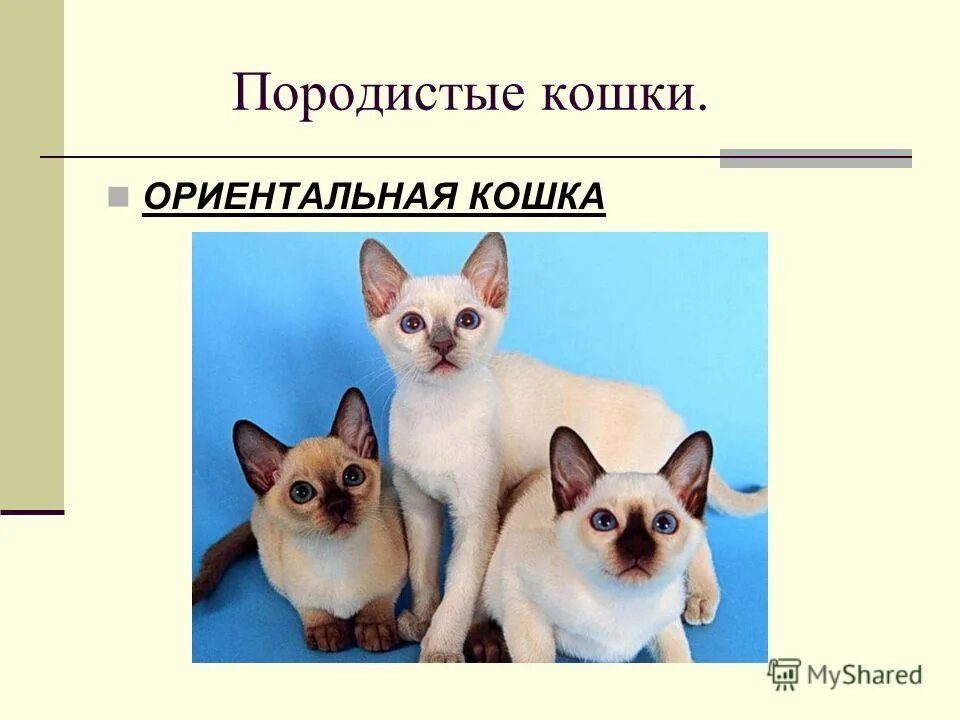 домашние звери. селекция собак. много животных. методы улучшения пород кошек собак. внутрипородное разведение.
