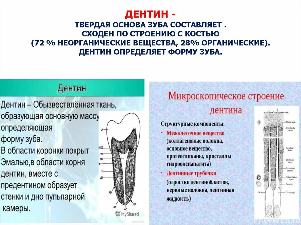 Строение зуба дентин анатомия. Строение и функции дентина зуба. Тканевые структуры дентина. Твердые ткани зуба. Гистологическое строение дентина.. Функции тканей зубов