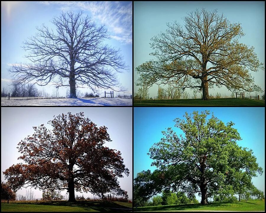 Seasons trees