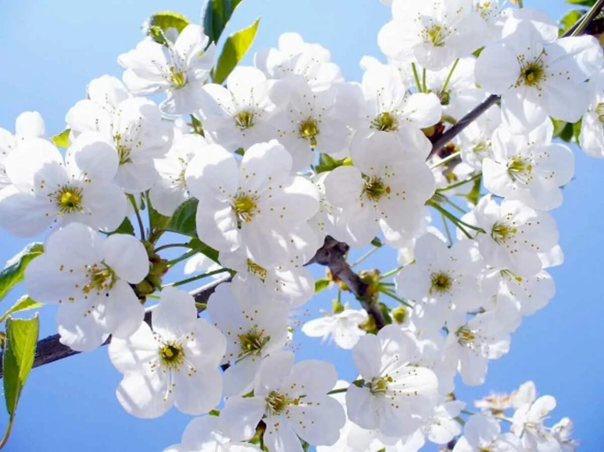 Дни цветения sky. 1 Mart Bahor. Цветущая яблоня и вишня. Вишня Бахор дерево.