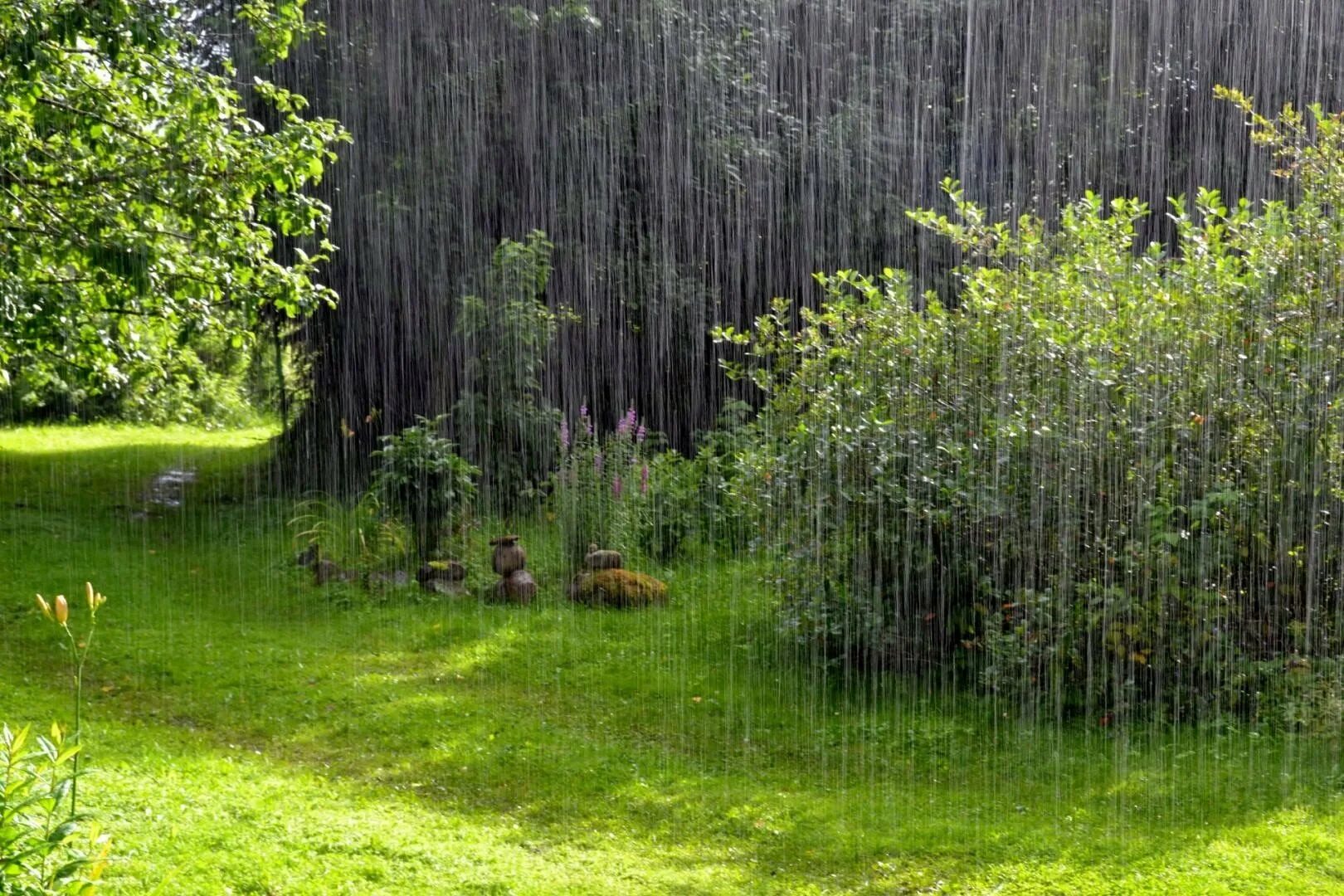 Rain фото. Дождь в лесу. Лес после дождя. Летний дождь в лесу. Лето дождь.