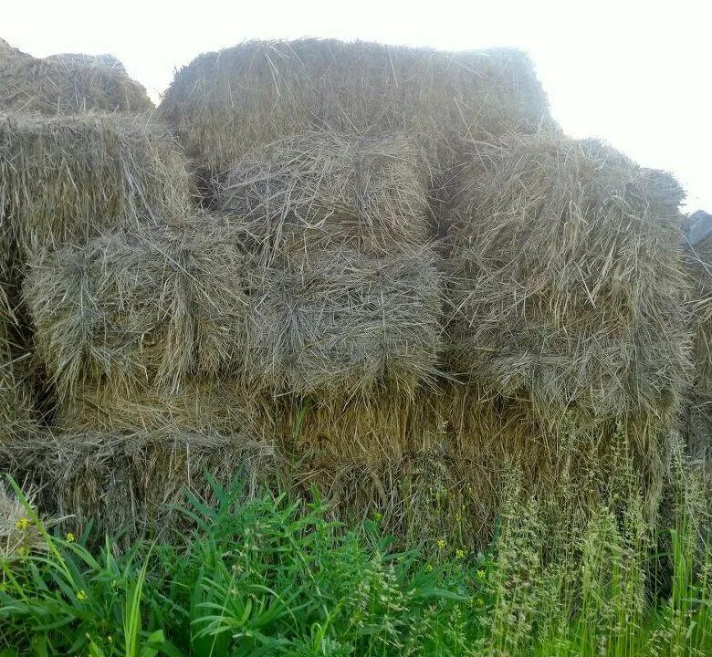 Сено в тюках. Сено в тюках в Ермолаево. Куль соломы. Льняное сено для коров. Лена сено