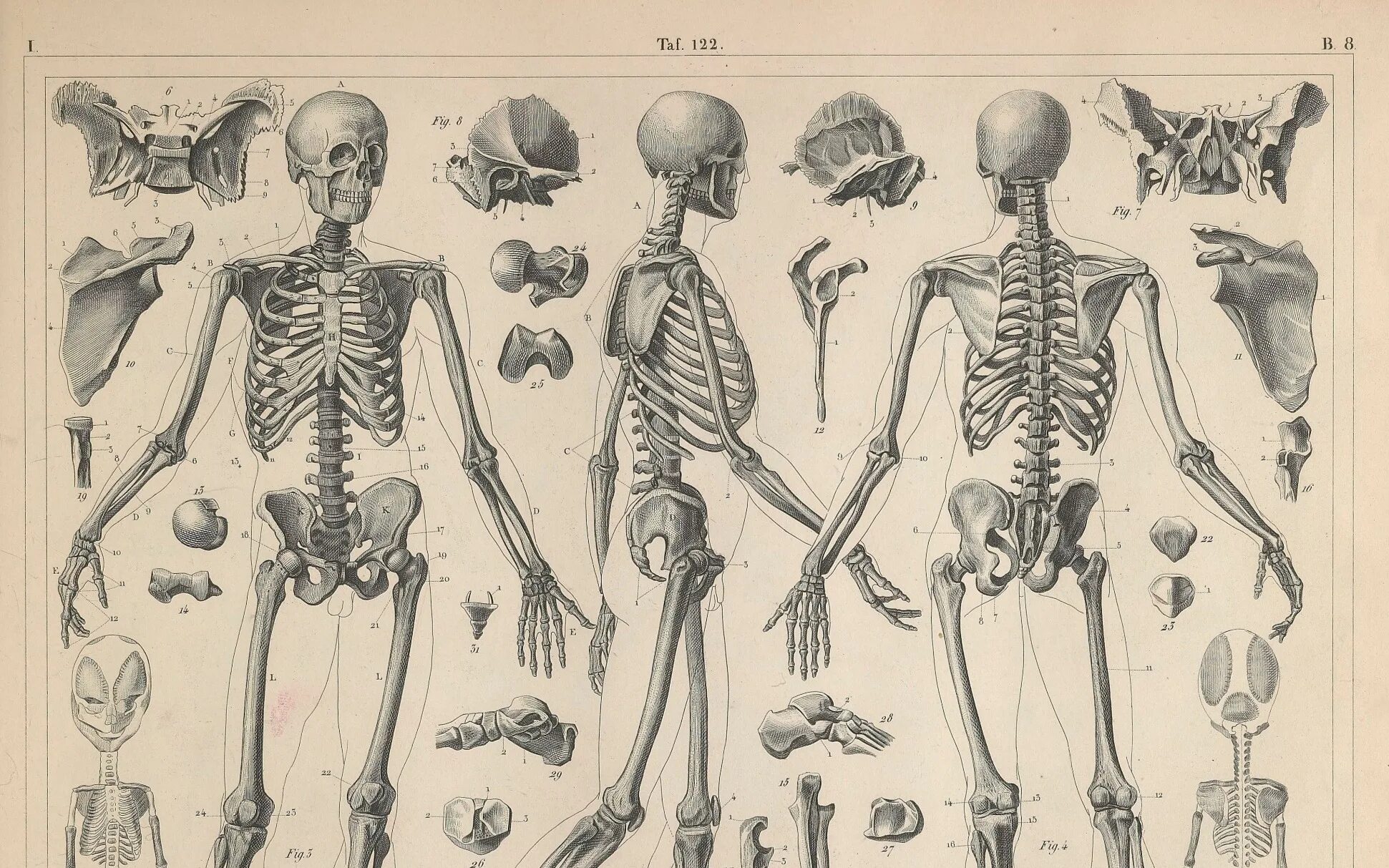 Скелет человека. Анатомия человека кости. Скелет человека для художников. Анатомический скелет человека.