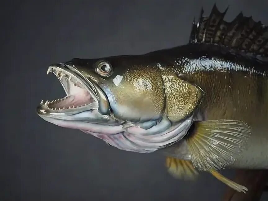 Глаза судака. Голубой светлоперый судак. Клыки судака. Ночной судак рыба. Судак рыба пасть.