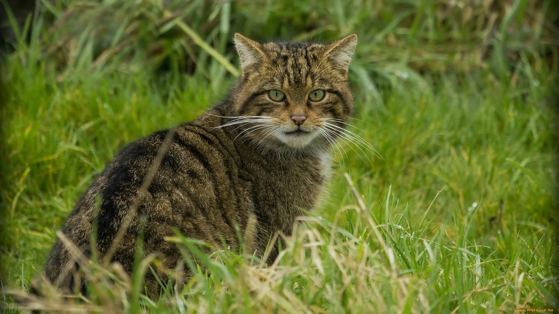 Лесная дикая кошка в экосистеме. Лесной кот Felis Silvestris. Европейский Лесной кот камышовый. Шотландская Лесная кошка. Шотландская Дикая Лесная кошка.