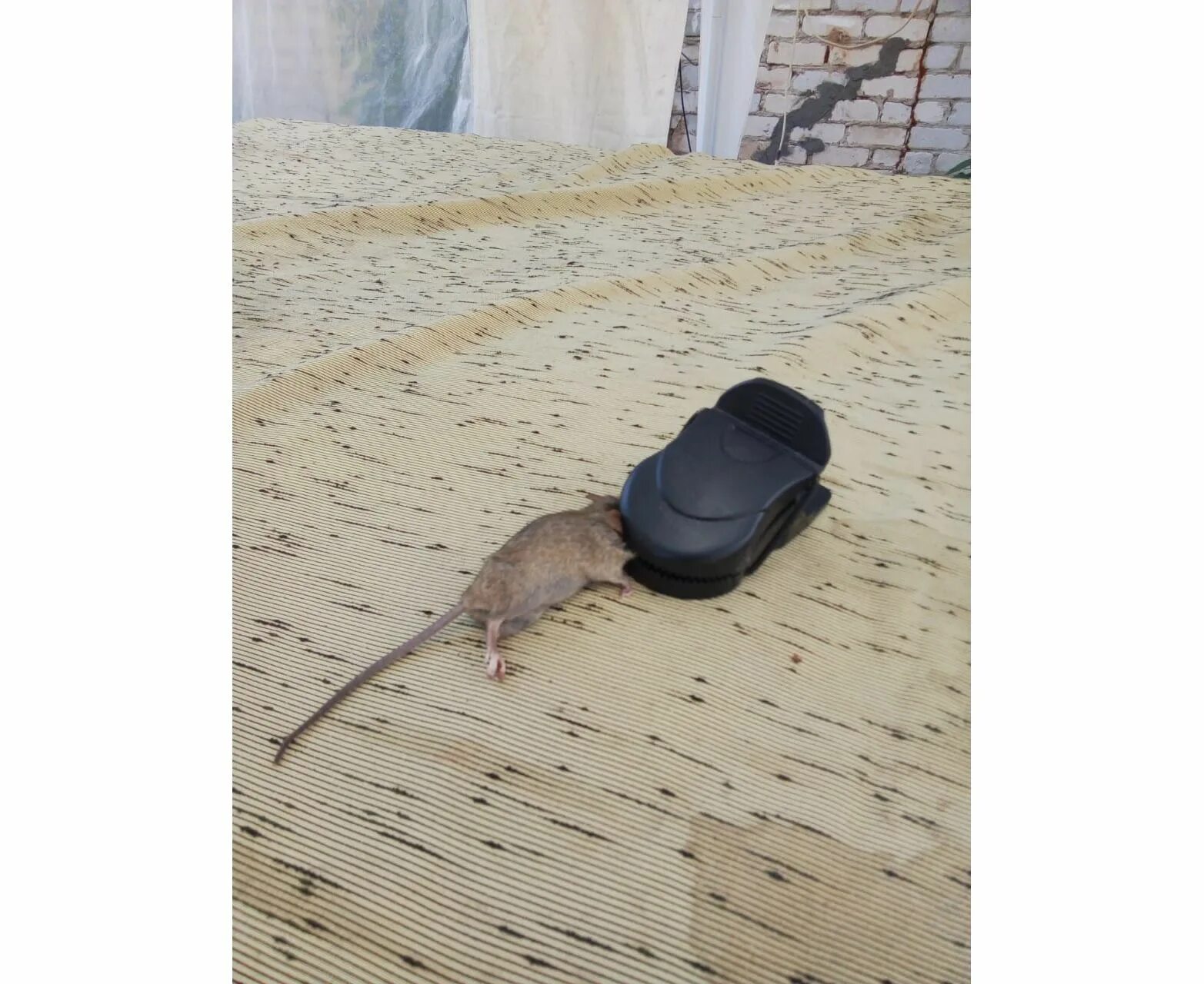 Мышеловка rat Mouse, 2 шт пластик. Мышеловка-VIP qt-002 пластик 1шт/300шт. Мышеловка металлическая ADM 9,5х4,7 см. mouse2 ар.82960. Мышь в мышеловке.