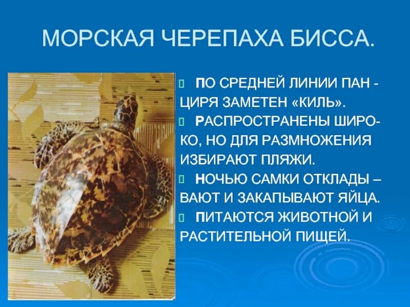 Сообщение о черепах. Черепаха бисса доклад. рассказ о морской черепахе. морская черепаха доклад. презентация на тему черепаха бисса.