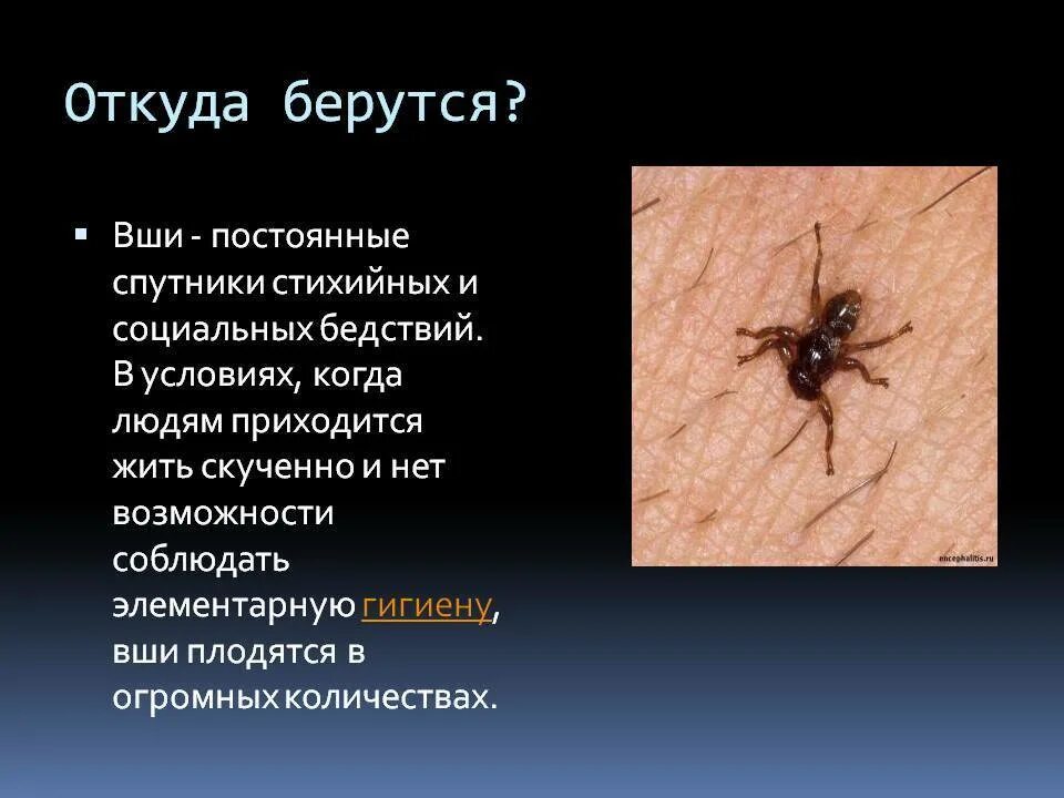 Вши текст. Вши текст
