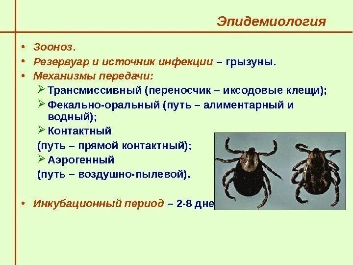 Клещевые инфекции тесты с ответами. Трансмиссивный механизм передачи клеща. Механизм передачи иксодового клеща. Иксодовые клещи переносчики. Зоонозы эпидемиология.