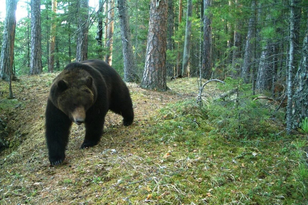 поведение при встрече с медведем. дикие животные карелии. что делать при встрече с медведем. поведение при встрече с медведем. что делать при встрече с медведем.