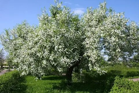 Черемуха черемуха стоит белым бела
