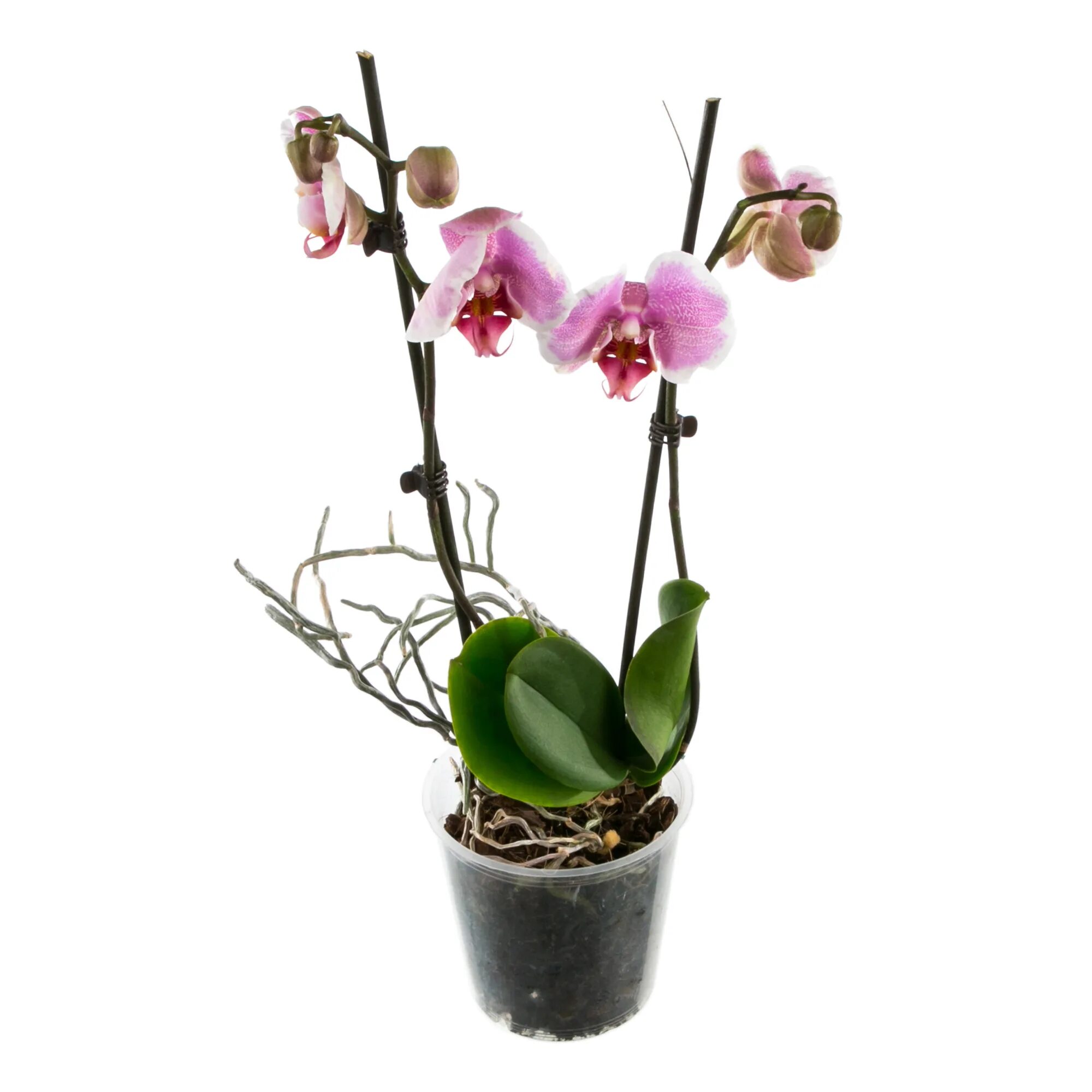 Орхидея в горшке недорого в спб. Орхидея фаленопсис микс. Фаленопсис мини микс. Орхидеи в Леруа Мерлен. Орхидея фаленопсис мини микс.