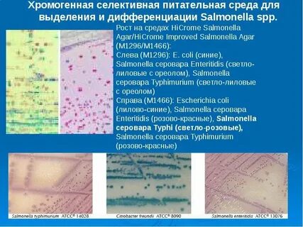Питательная среда для выделения сальмонелл