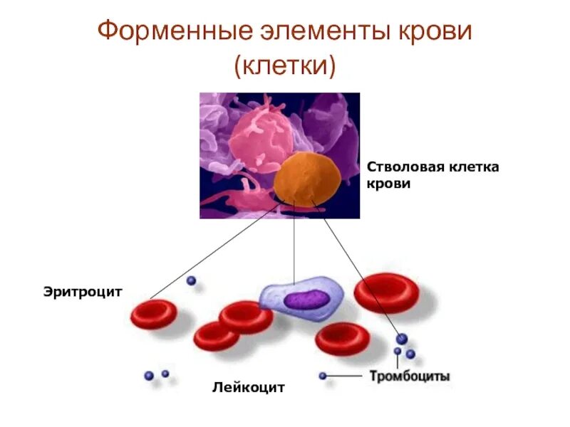 Стадии развития крови. Схема эритроцитов лейкоцитов тромбоцитов. Форменные элементы крови лейкоциты. Эритроциты лейкоциты тромбоциты рисунок. Схема создания клеток крови.