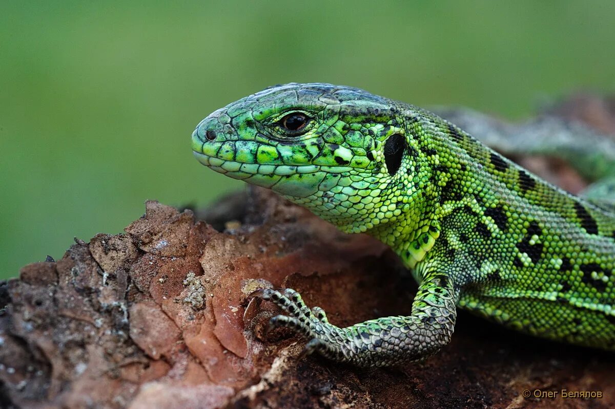 Жизнедеятельность ящерицы. Прыткая ящерица Lacerta Agilis. Ящерица прыткая (Lacerta Agilis Linnaeus). 2. Ящерица прыткая - Lacerta Agilis. Прыткая ящерица ХМАО.