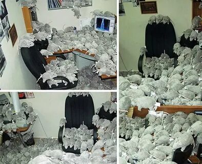Розыгрыш шутки
