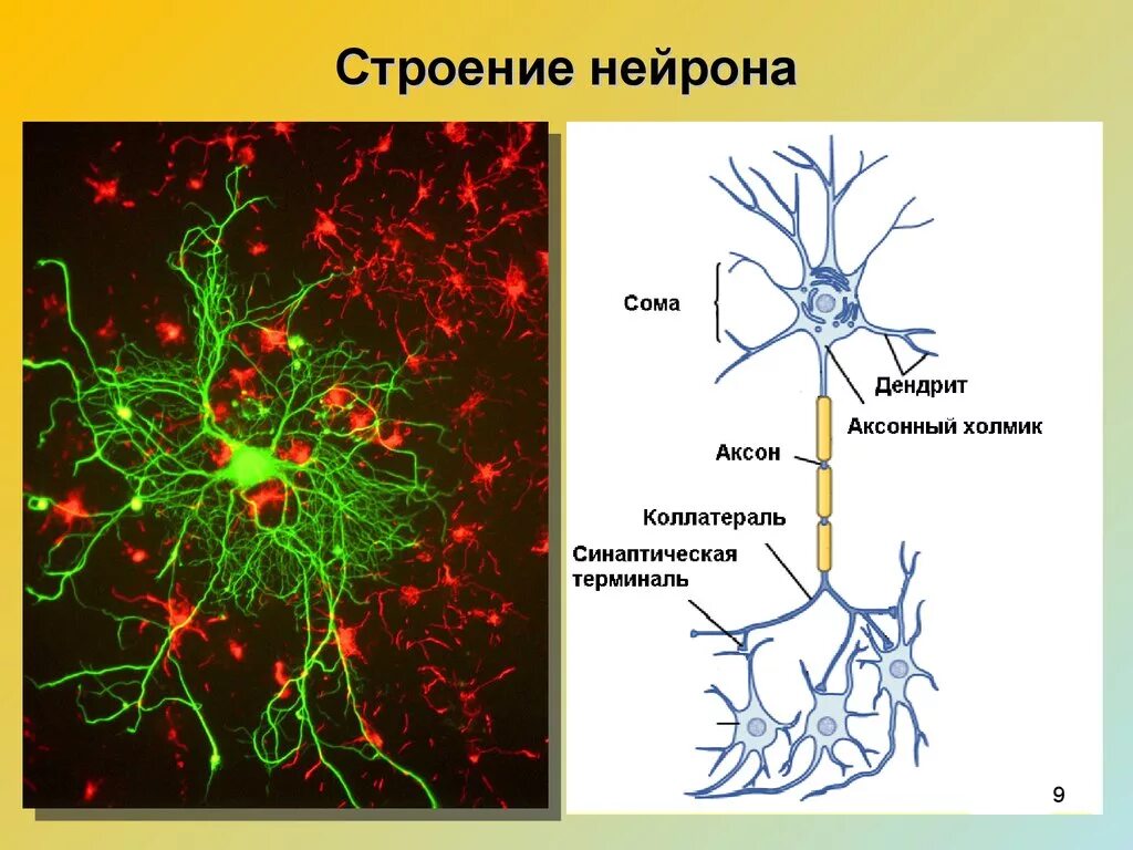 Нервные связи функции. Строение нейрона коллатерали. Нервная система строение нейрона. Схематически строение нейрона,. Общая схема строения нейрона.