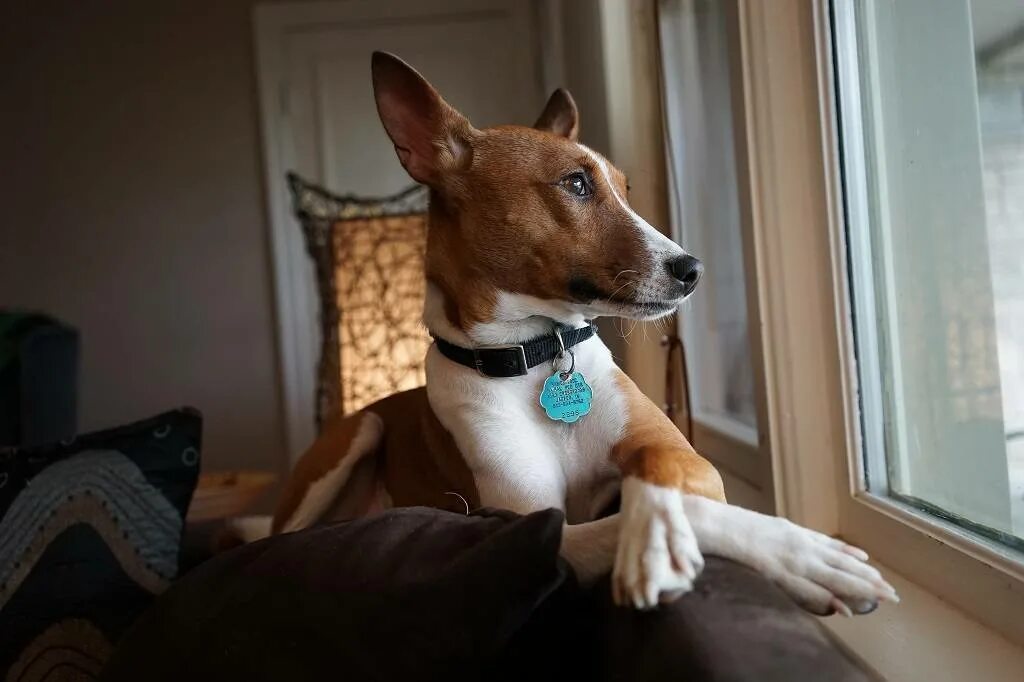 Басенджи терьер. Собаки мало лающие. Американский басенджи. Басенджи. Басенджи тигровый.