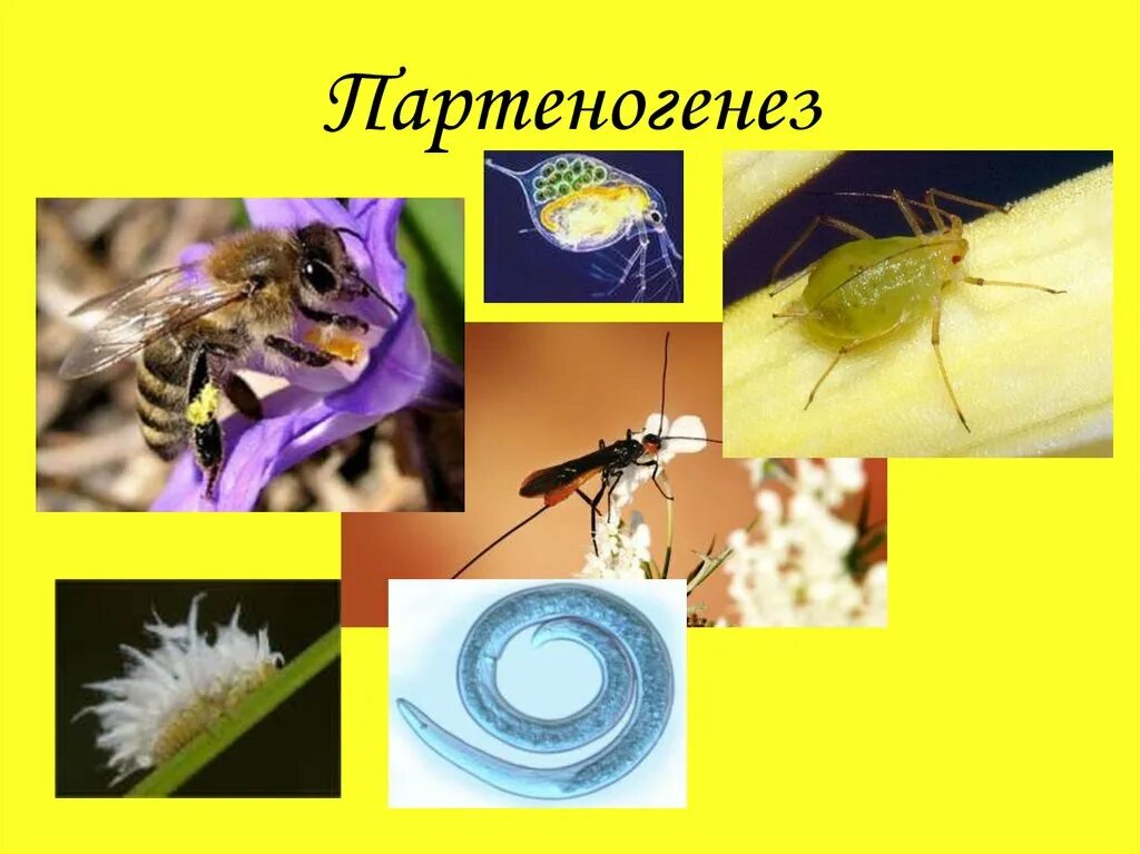 Размножается партеногенетически. Партеногенез. Партеногенез примеры. Партеногенетическое размножение. Презентация на тему партеногенез.