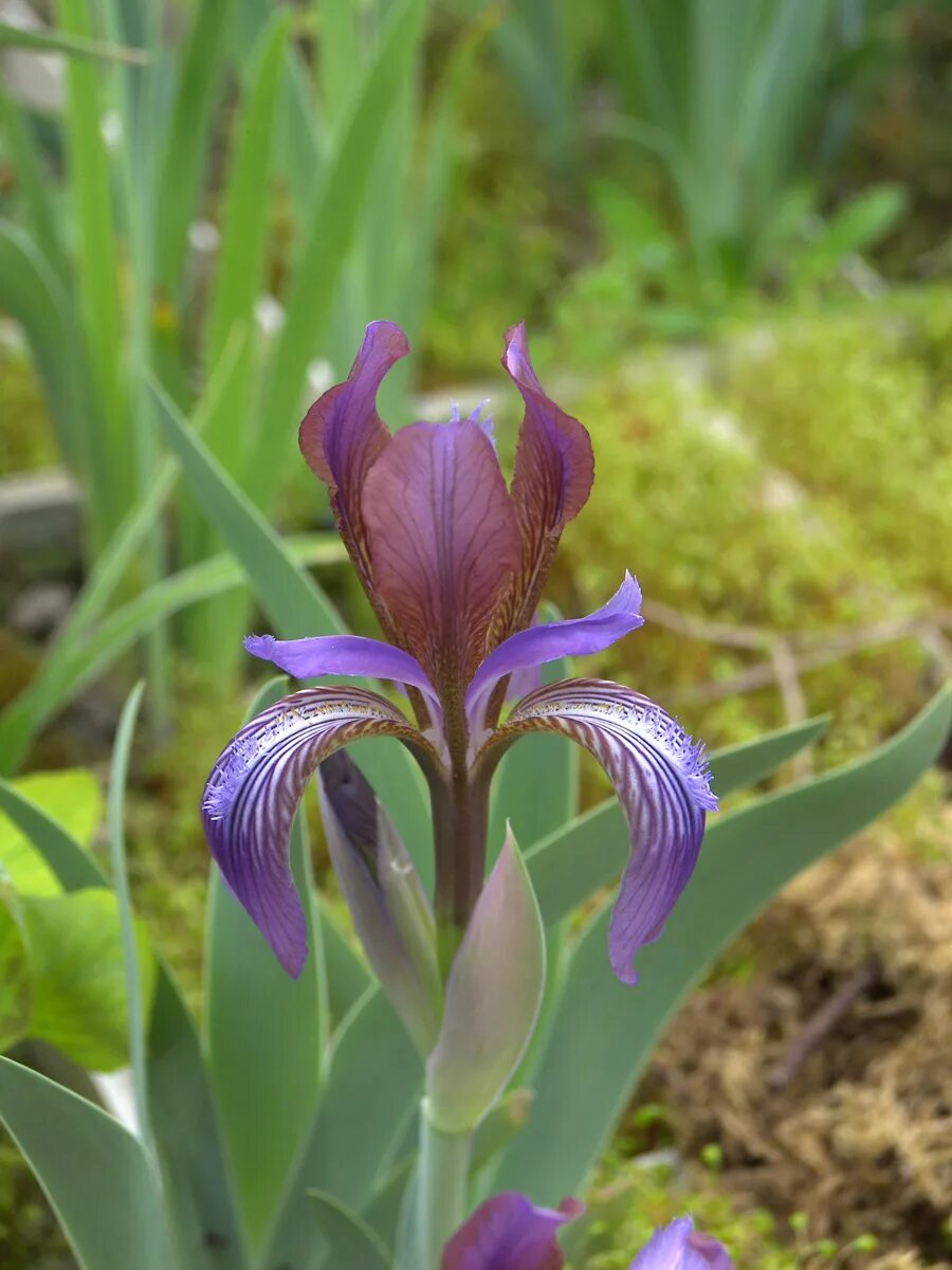 Iris pdf