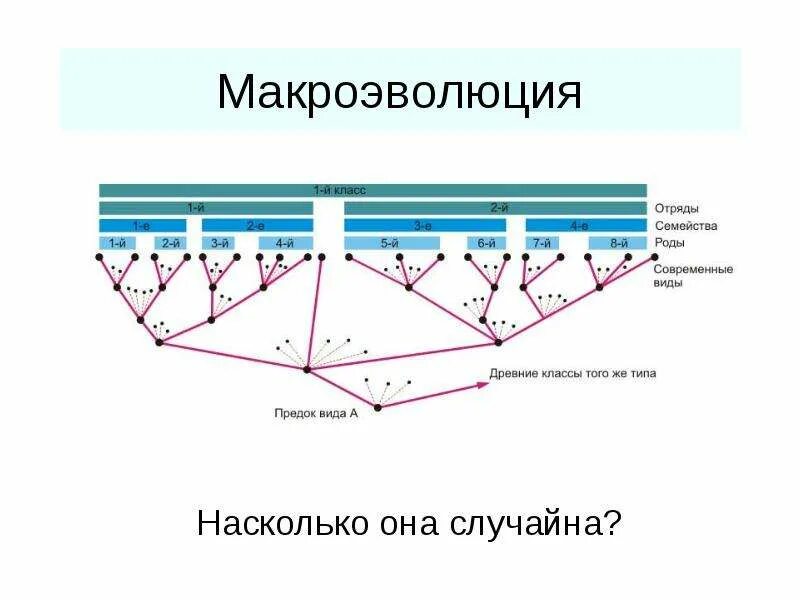 Вид насколько. Макроэволюция. Макроэволюция схема. Факторы макроэволюции. Направления макроэволюции схема.