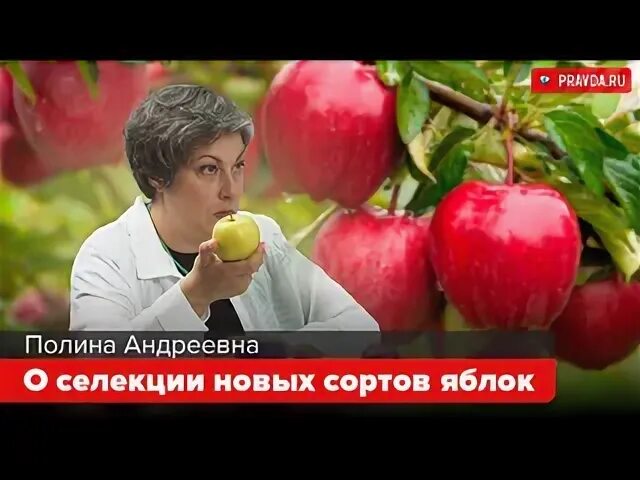 Рейтинг сортов 2025. Рейтинг сортов 2025