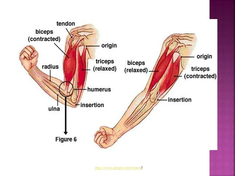 Трицепс мышца. Синергист Трёхглавой мышцы плеча. Бицепс и трицепс антагонисты. Синергисты двуглавой мышцы бедра. Мышца синергист бицепса.
