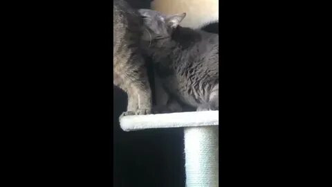 Песня прикинься киса песиком понюхай