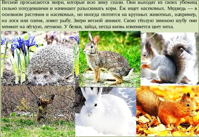 Изменения жизни животных летом 5 класс биология. Сезонные изменения в жизни животных. Животные весной. Изменения в жизни животных весной.