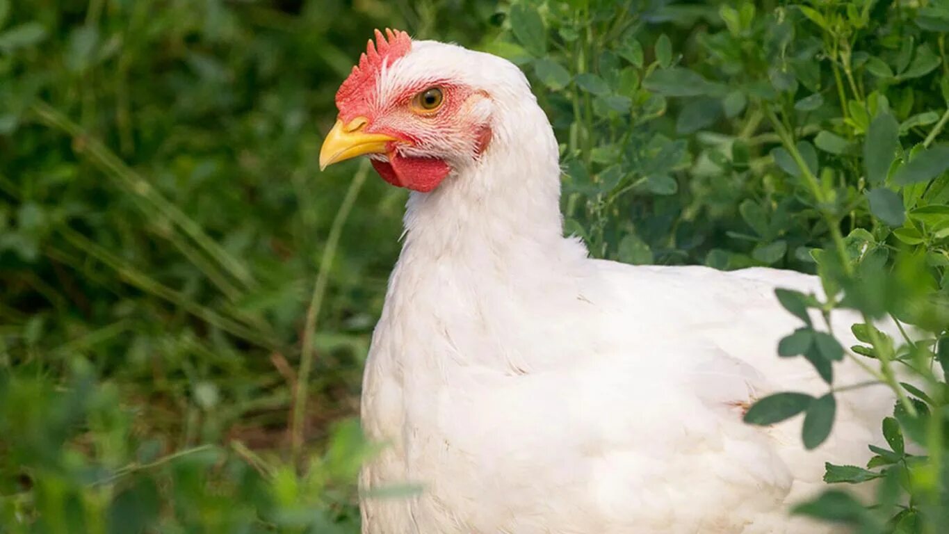 Colored Chickens Broilers. Cool the Broiler Chicken Floreni.