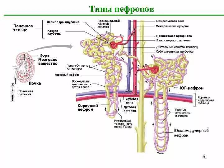 Как почистить почки и мочевыводящие пути. Как почистить почки и мочевыводящие пути