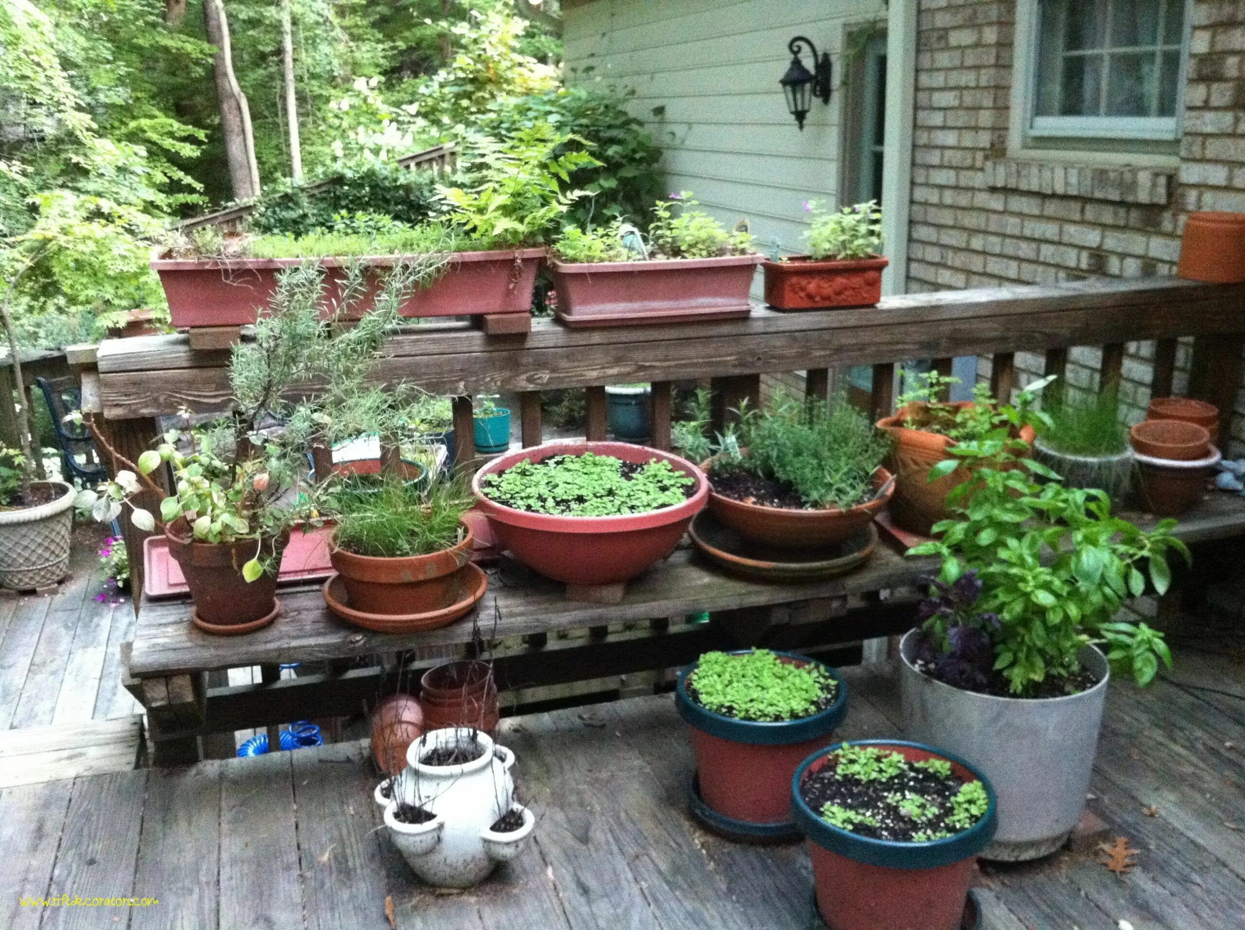 Kitchen garden перевод. Кей Магуайр сад и огород в горшках и контейнерах. Огород в горшках. Огород в кашпо. Огород в вазонах.