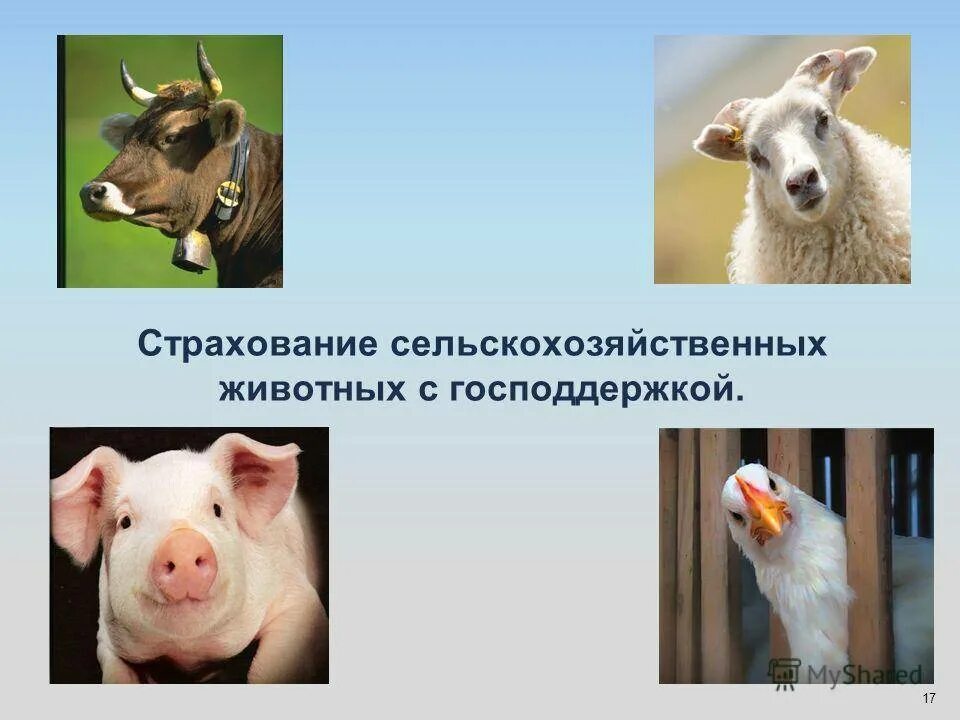 Страхование сельскохозяйственных животных. Страхование сельхоз животных. страхование сельского хозяйства. сельскохозяйственное страхование животные.