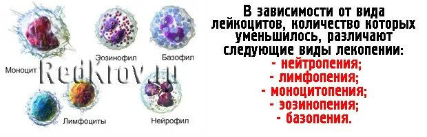 Пониженные лейкоциты причина у мужчин. Виды лейкоцитов. Уменьшение количества лейкоцитов в крови называется. Заболевание при снижение лейкоцитов. Аутоиммунные заболевания снижение лейкоцитов.