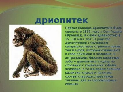 Особенности дриопитеков