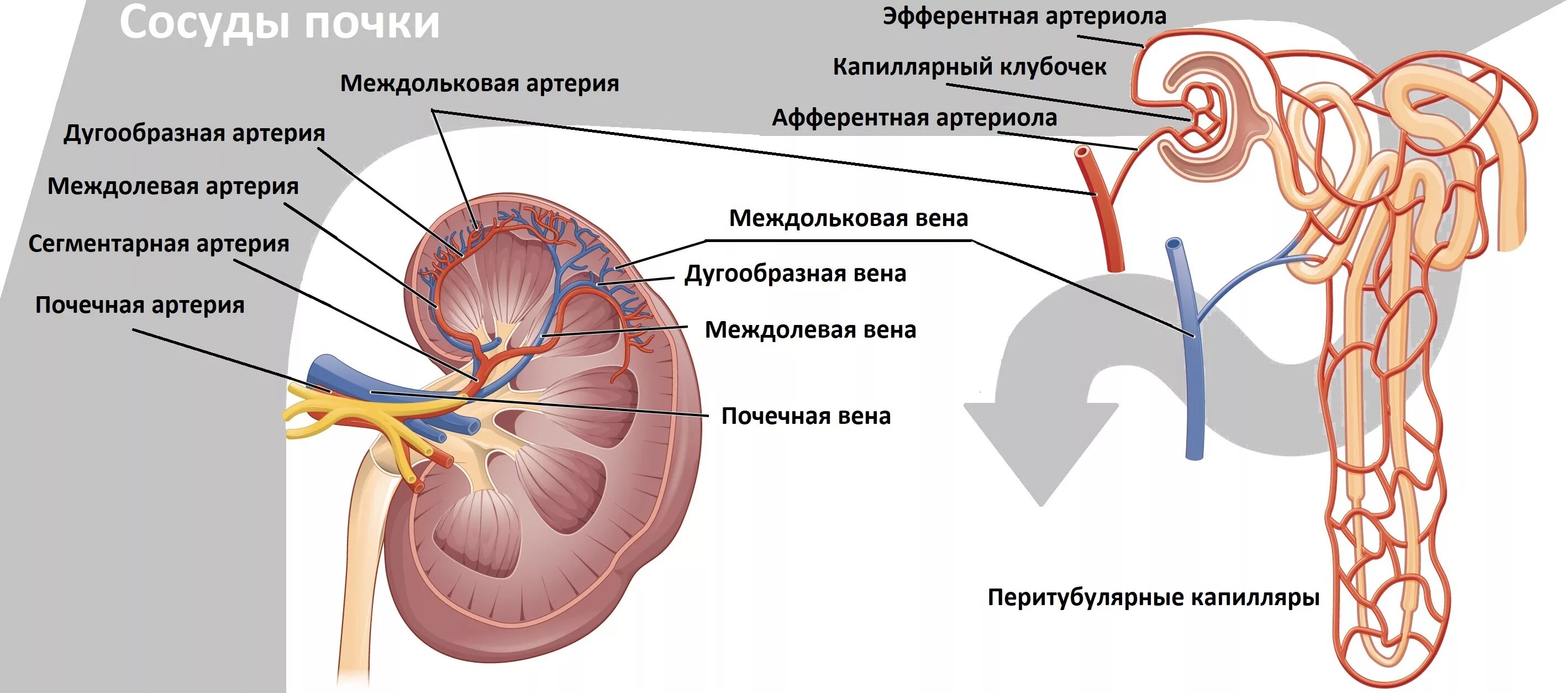 Артерия и вена почки. Сосуды почки анатомия. Строение почечных сосудов. Строение почки кровоснабжение. Строение почечной артерии.